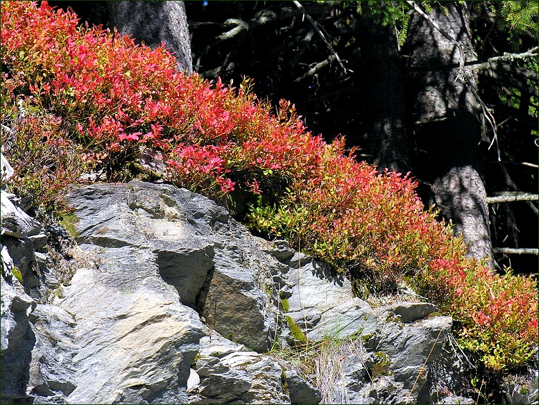 Beerengestrüpp in herbstlicher Verfärbung