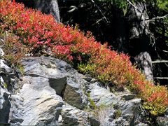 Beerengestrüpp in herbstlicher Verfärbung