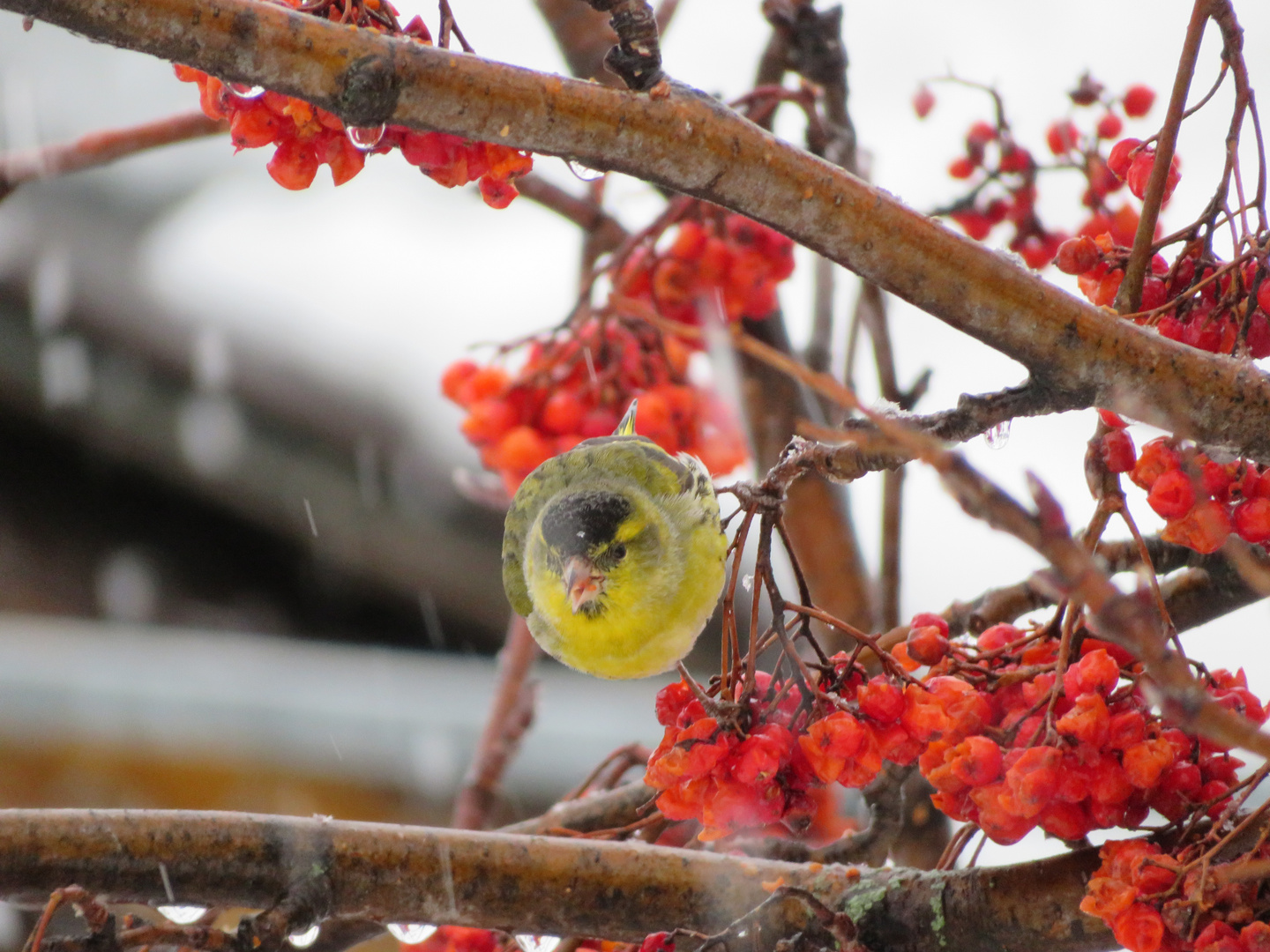 Beerenmahlzeit im Winter