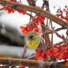 Beerenmahlzeit im Winter