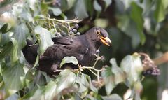 Beerenpflücken auf Amselart