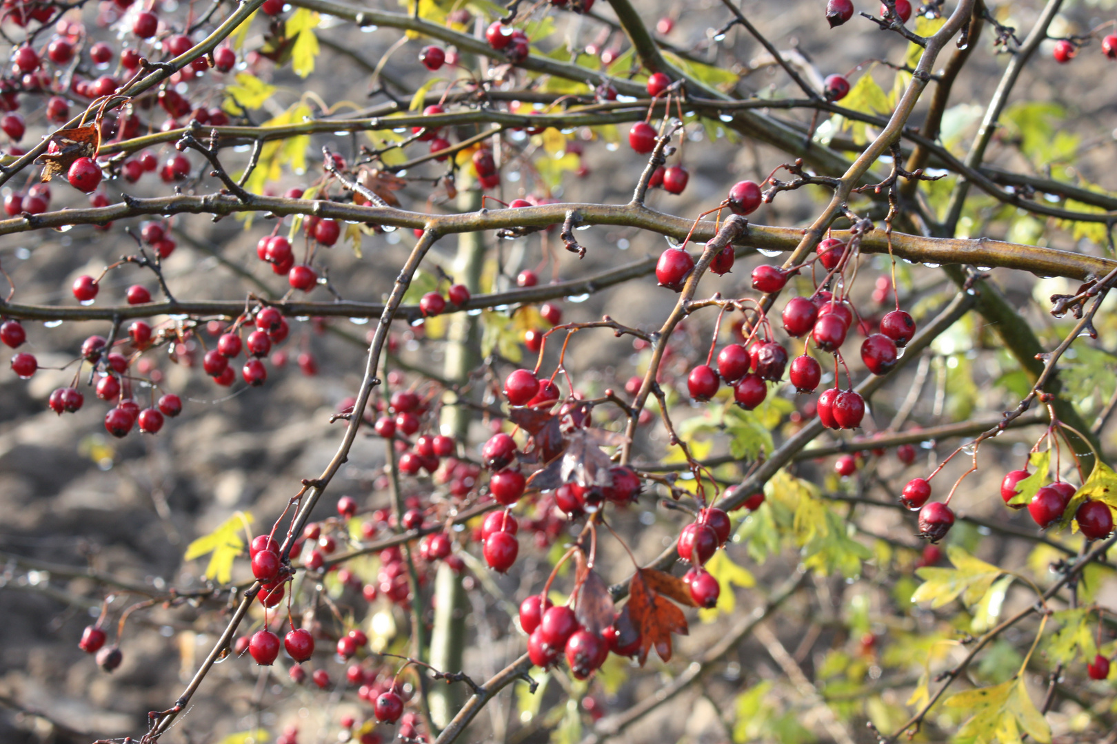 Beeren...rot