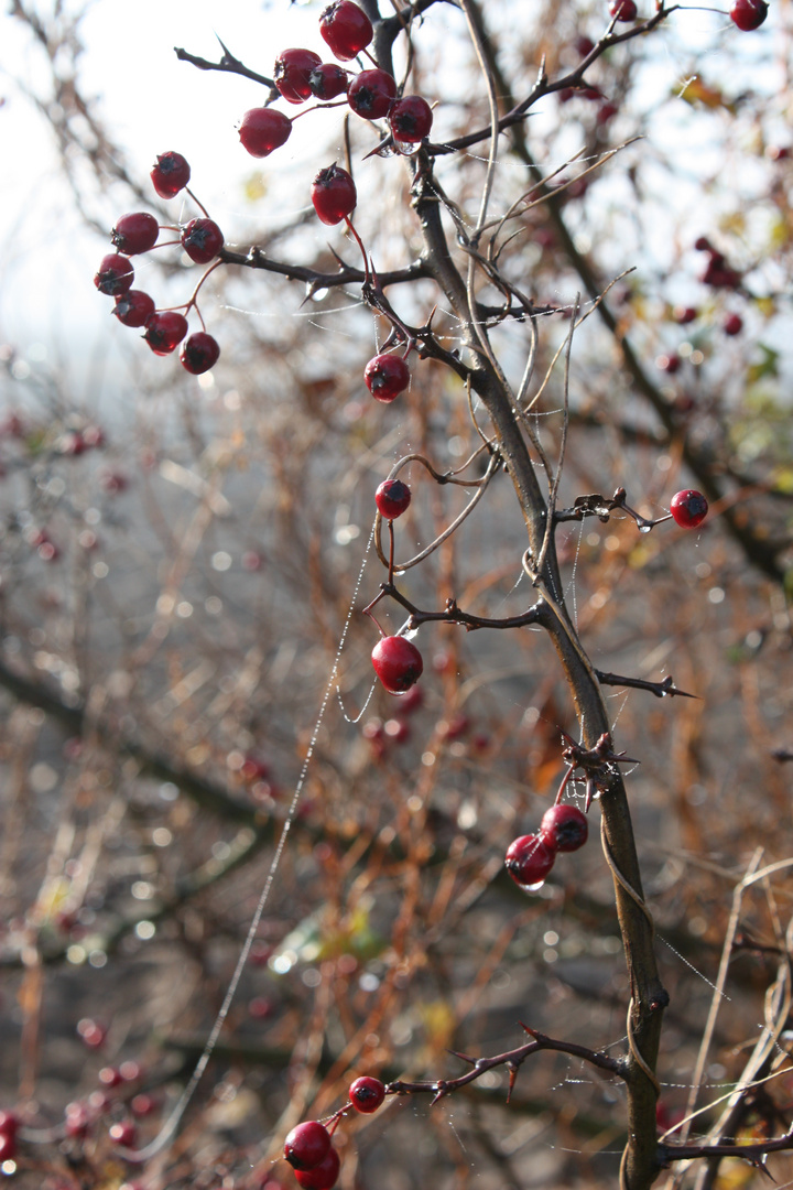 Beeren.....rot...2