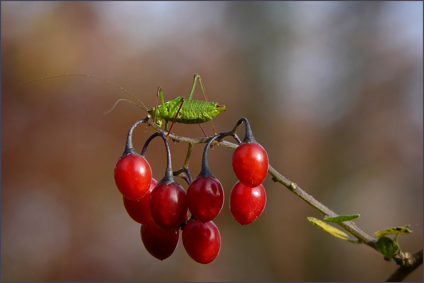 Beerenschreck