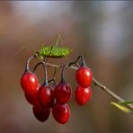 Beerenschreck