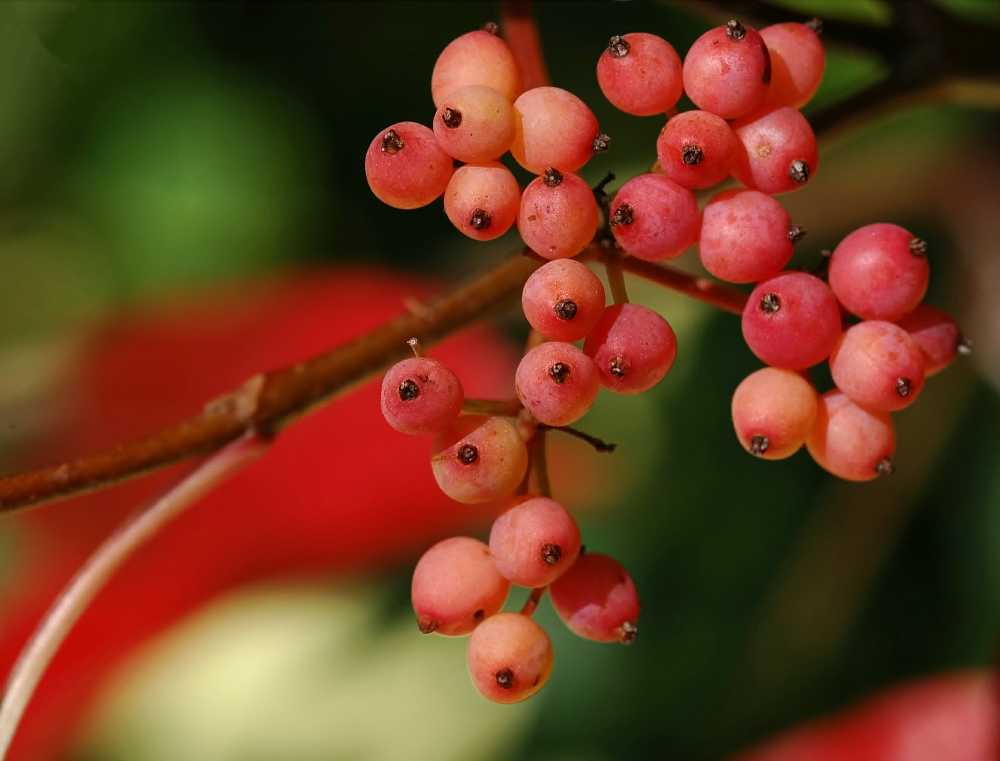 Beerenstark Viburnum Nudum Pink Beauty