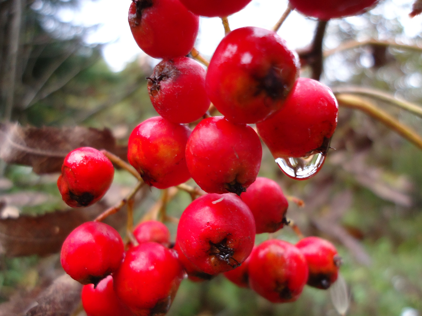 Beerentraum Foto &amp; Bild | pflanzen, pilze &amp; flechten, früchte und ...