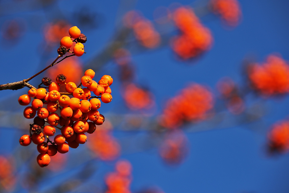 Beeren...und der Herbsthimmel in blau