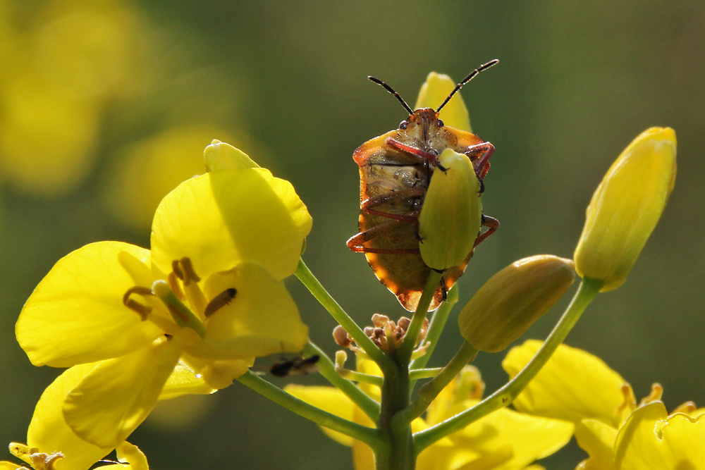 Beerenwanze an einer gelben Blüte