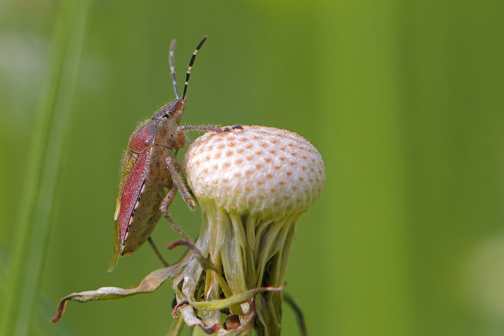 Beerenwanze an Löwenzahnblüte