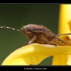 Beerenwanze auf gelbem Blatt