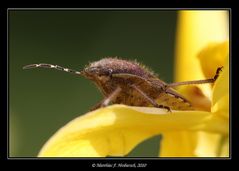 Beerenwanze auf gelbem Blatt