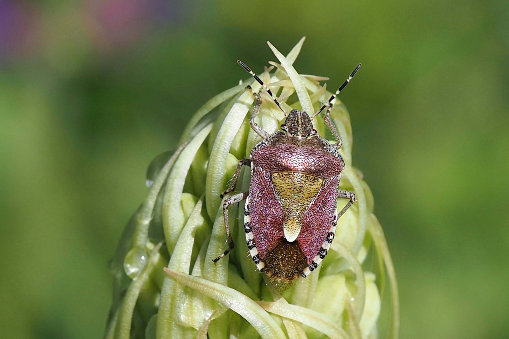  Beerenwanze auf geschlossener Bocksriemenzunge