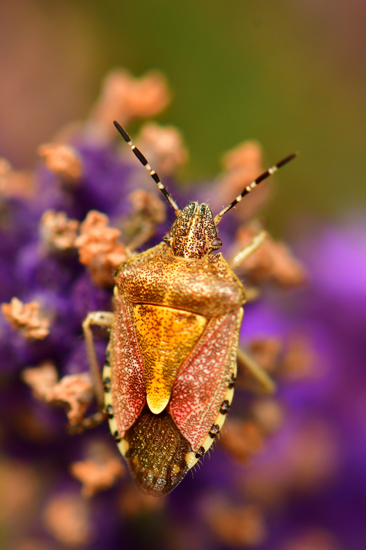 Beerenwanze auf Lavendel