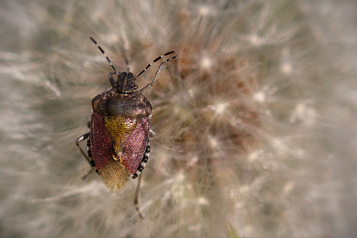 Beerenwanze auf Pusteblume