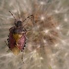 Beerenwanze auf Pusteblume