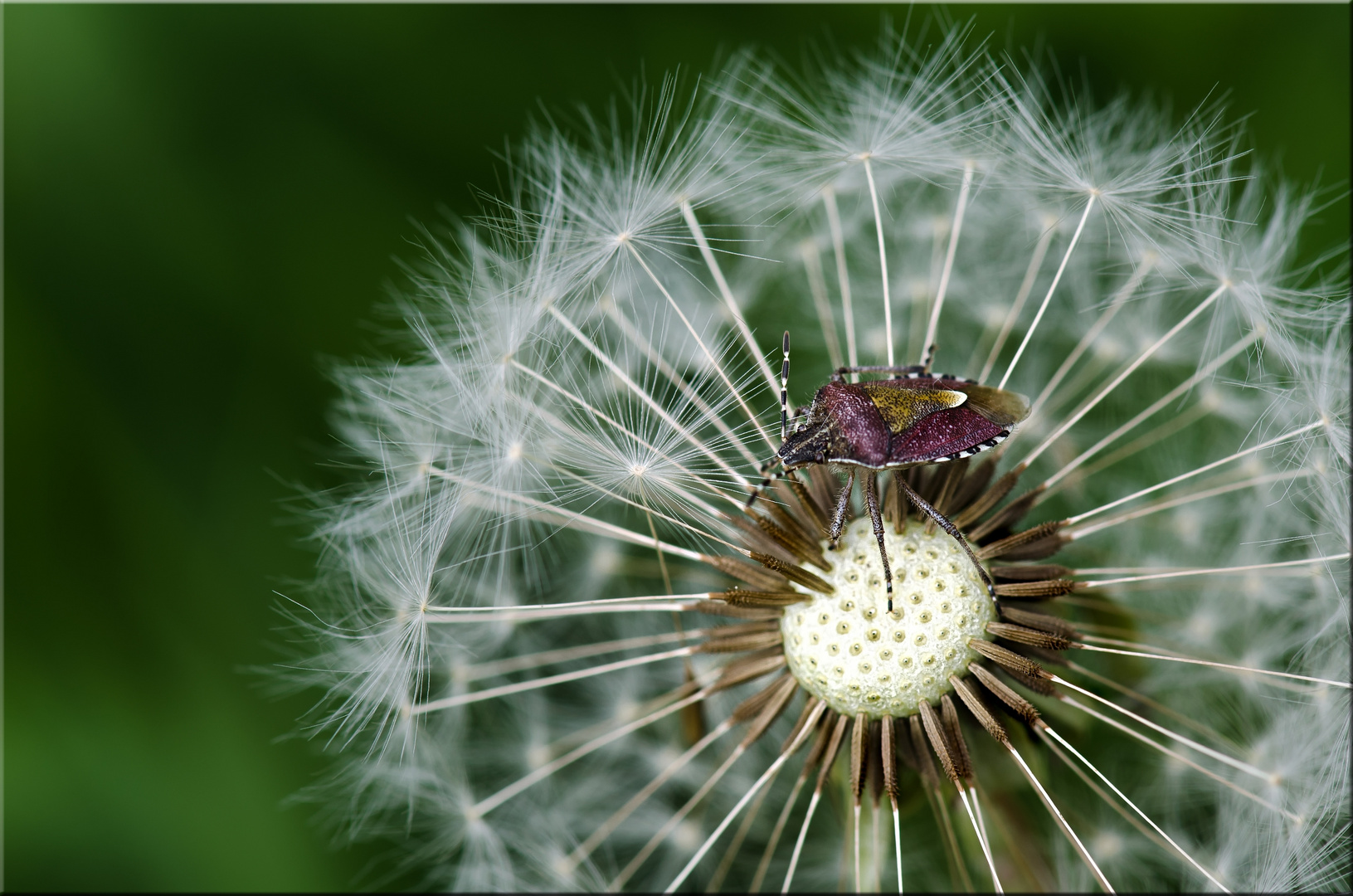 Beerenwanze auf Pusteblume