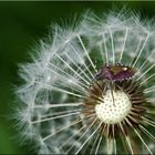 Beerenwanze auf Pusteblume