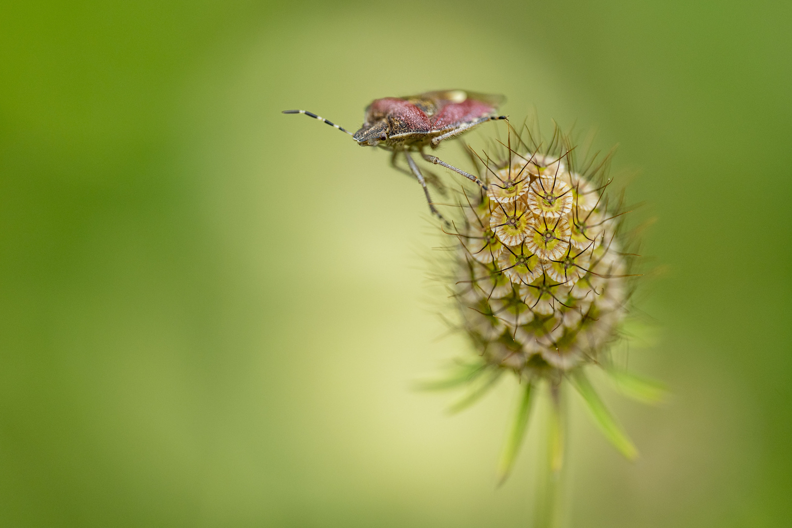 Beerenwanze auf verblühter Skabiose