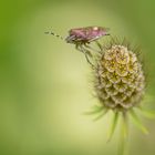 Beerenwanze auf verblühter Skabiose