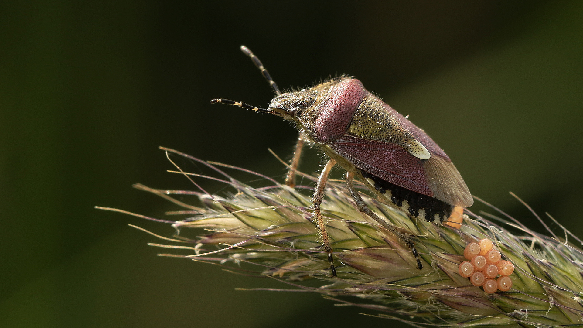 Beerenwanze bei der Eiablage