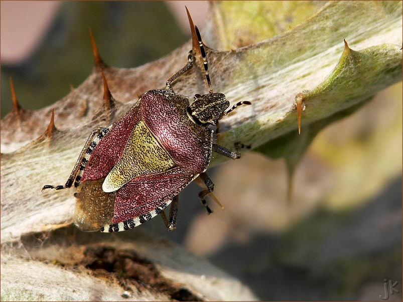 beerenwanze, die bessere