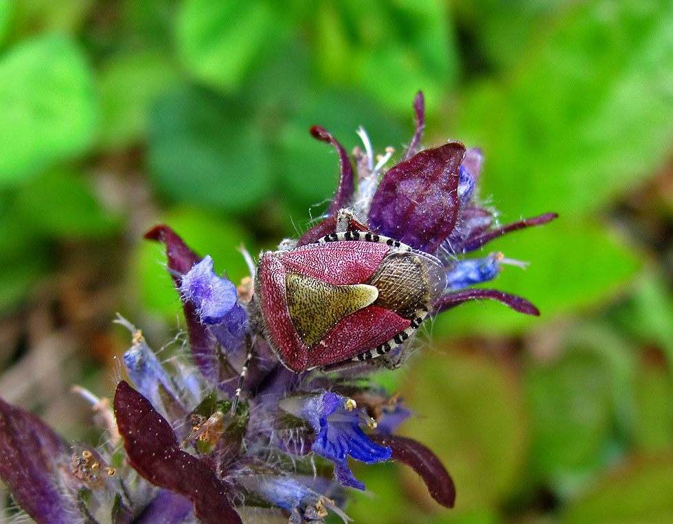 Beerenwanze Dolycoris baccaarum