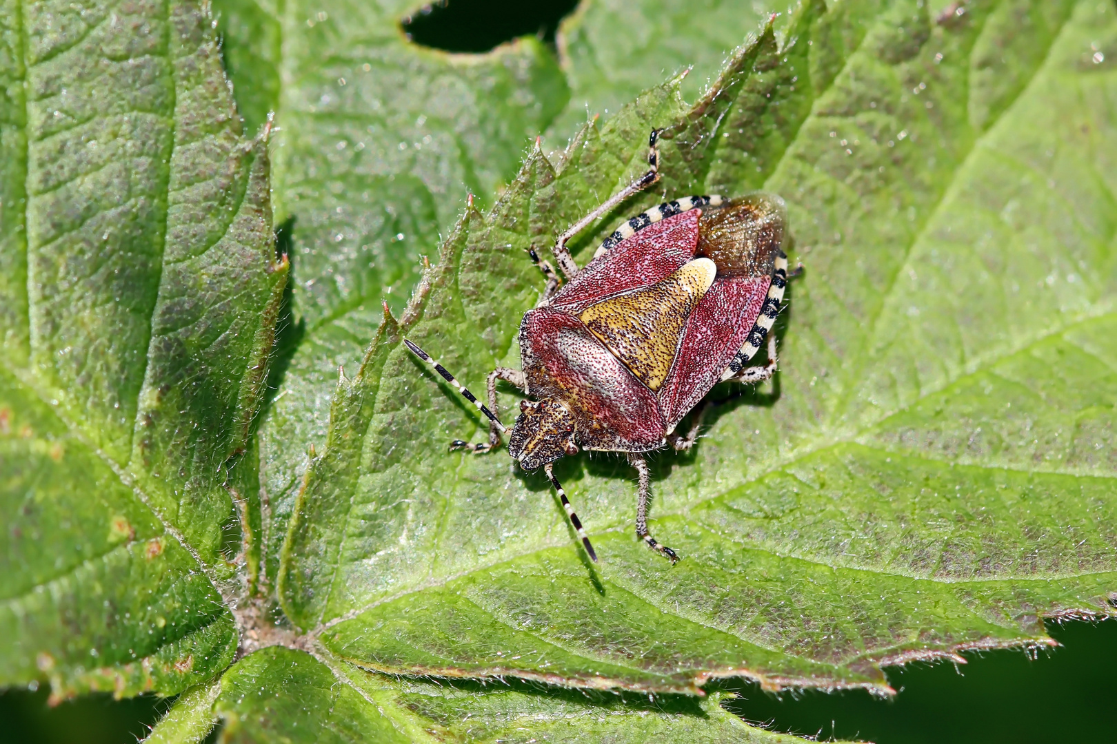 Beerenwanze (Dolycoris baccarum)