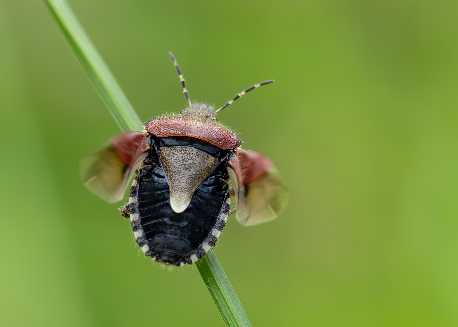 Beerenwanze (Dolycoris baccarum)