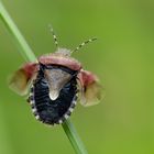 Beerenwanze (Dolycoris baccarum)