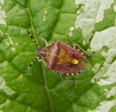 Beerenwanze (Dolycoris baccarum)