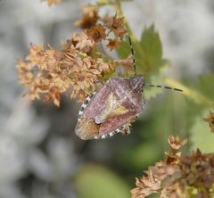 Beerenwanze (Dolycoris baccarum)