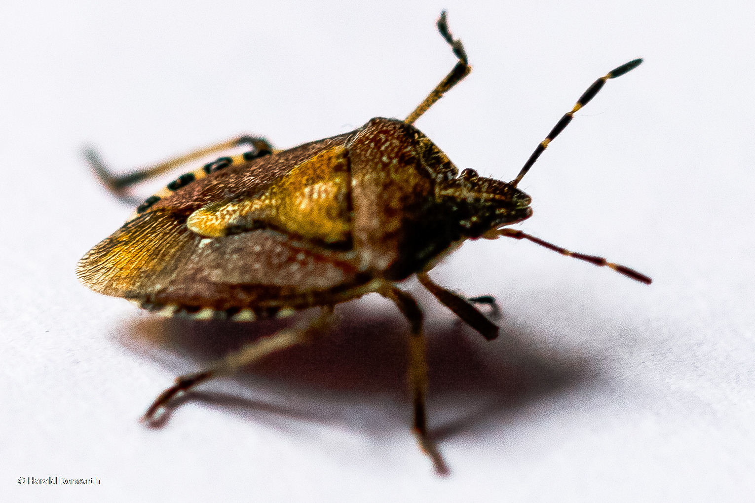 Beerenwanze  (Dolycoris baccarum)