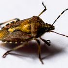 Beerenwanze  (Dolycoris baccarum)