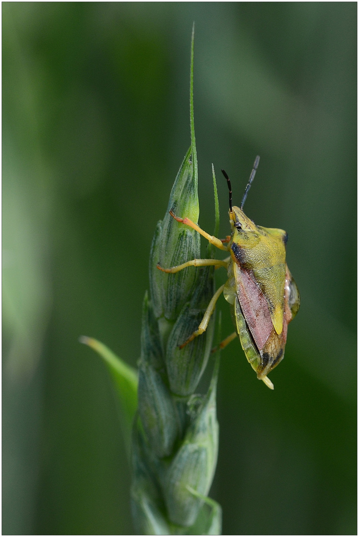 Beerenwanze - Dolycoris baccarum