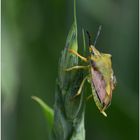 Beerenwanze - Dolycoris baccarum