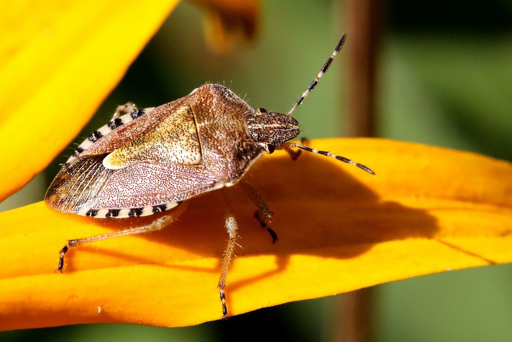 Beerenwanze (Dolycoris baccarum)