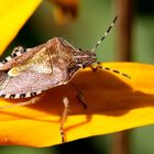 Beerenwanze (Dolycoris baccarum)