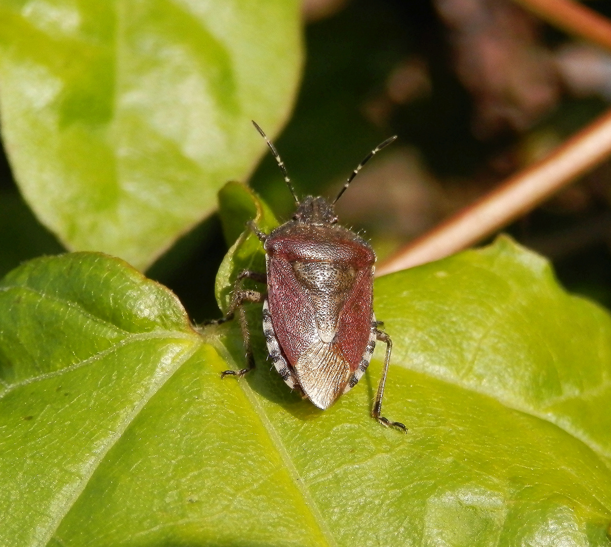 Beerenwanze (Dolycoris baccarum)