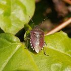 Beerenwanze (Dolycoris baccarum)