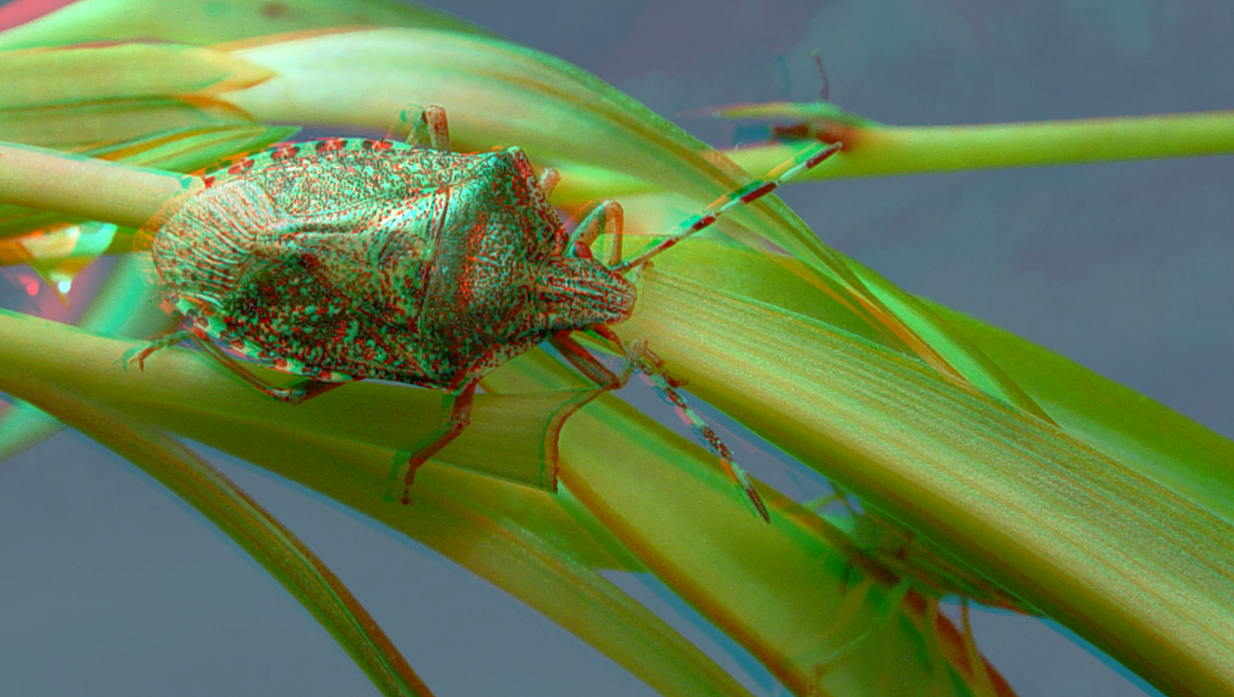 Beerenwanze (Dolycoris baccarum)