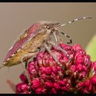 Beerenwanze (Dolycoris baccarum)