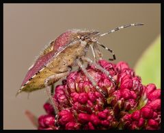 Beerenwanze (Dolycoris baccarum)