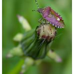 Beerenwanze (Dolycoris baccarum)