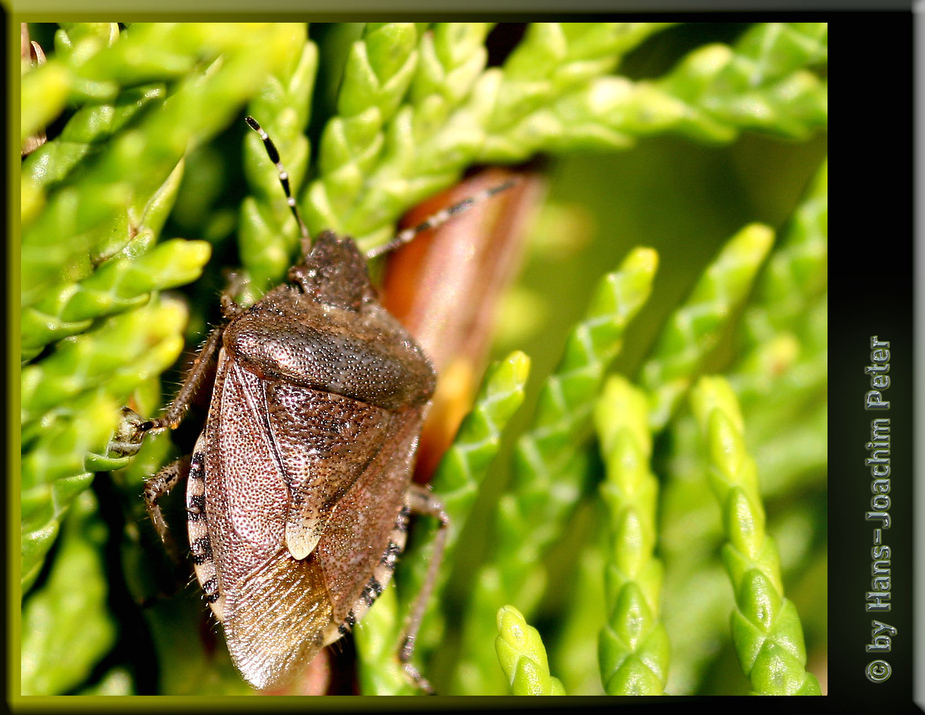 Beerenwanze (Dolycoris baccarum)