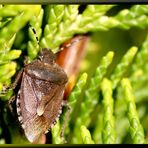 Beerenwanze (Dolycoris baccarum)