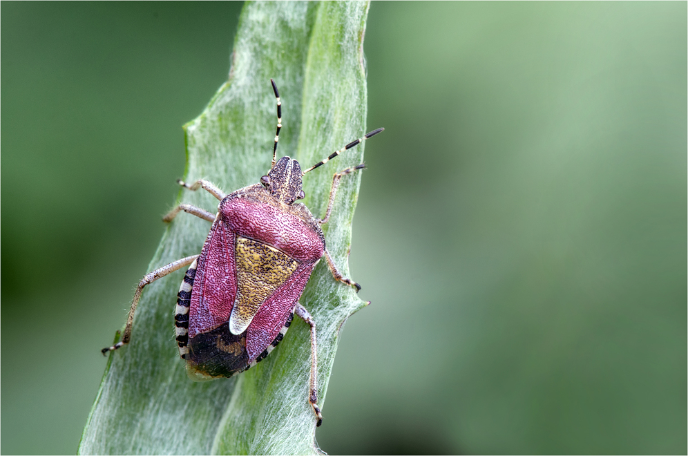 Beerenwanze (Dolycoris baccarum)