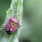 Beerenwanze (Dolycoris baccarum)