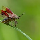 Beerenwanze (Dolycoris baccarum) 