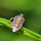 Beerenwanze (Dolycoris baccarum)